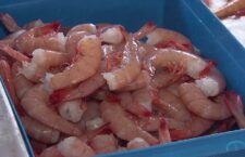 Shrimp project on the horizon