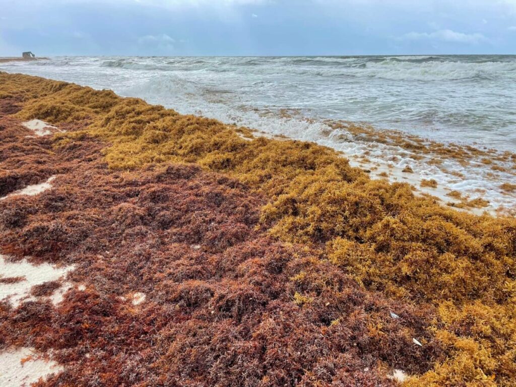 Gov’t not ignoring BVI’s worsening sargassum problem, says Fraser