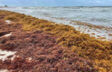 Fishers get help to fight sargassum