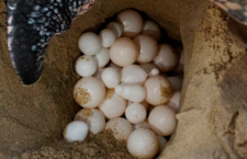 Community urged to leave turtle eggs alone
