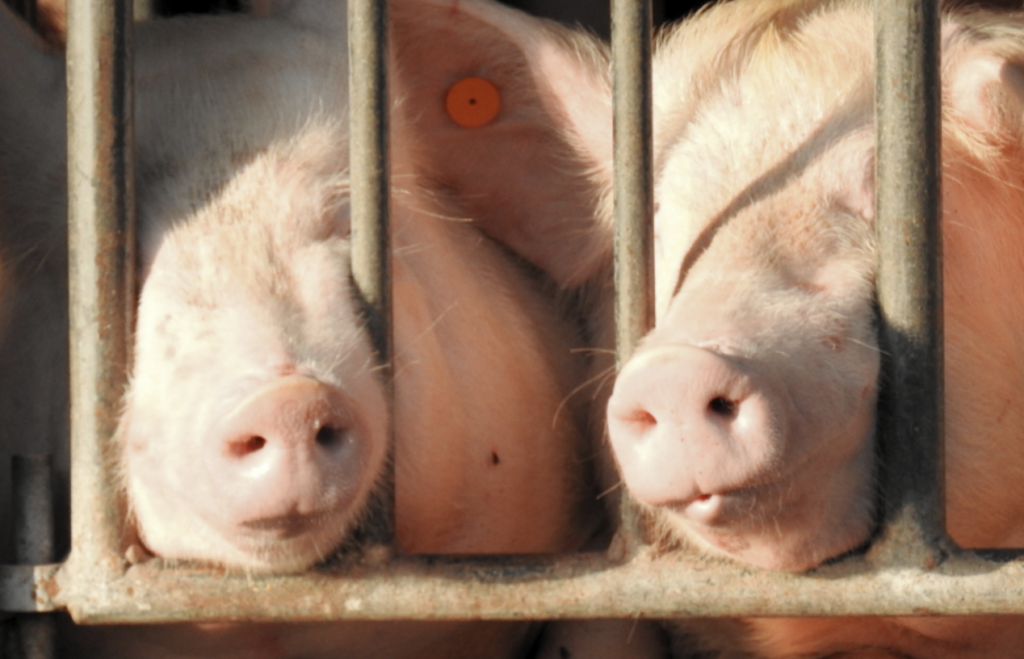 LETTER: A public health crisis at Paraquita Bay… And no one is answering!