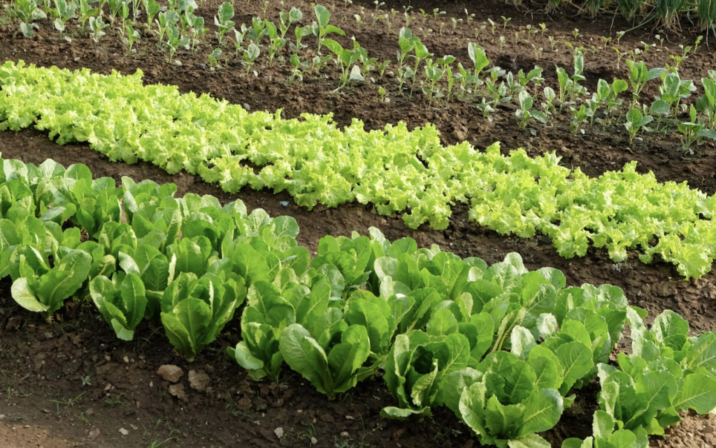 Another official says agriculture isn’t just gov’t’s responsibility