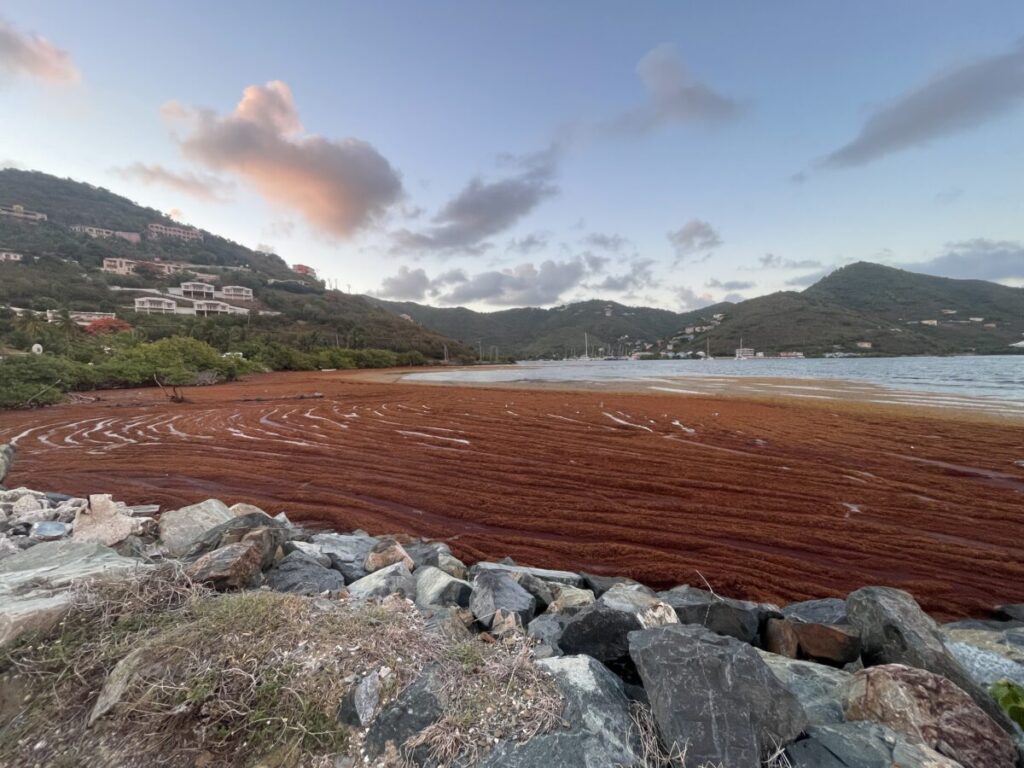 BVI, Caribbean brace for increased sargassum this year