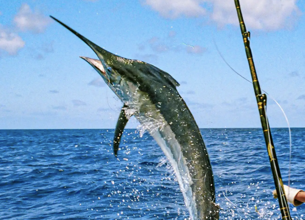 Fishing tournaments require prior approval, department warns