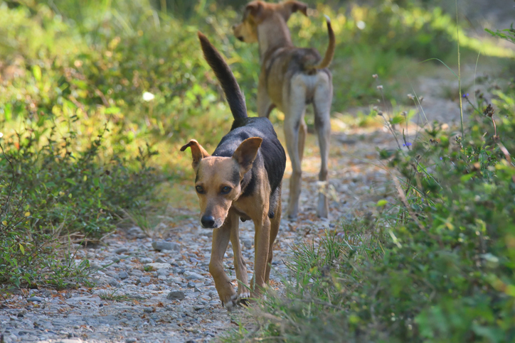 Dogs attacking, killing livestock — Agriculture Department